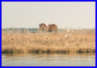 Assateague Pony